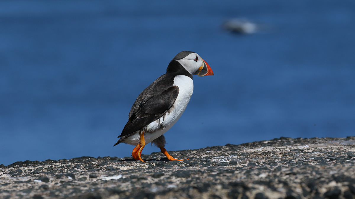 Papegaaiduiker Farne Islands